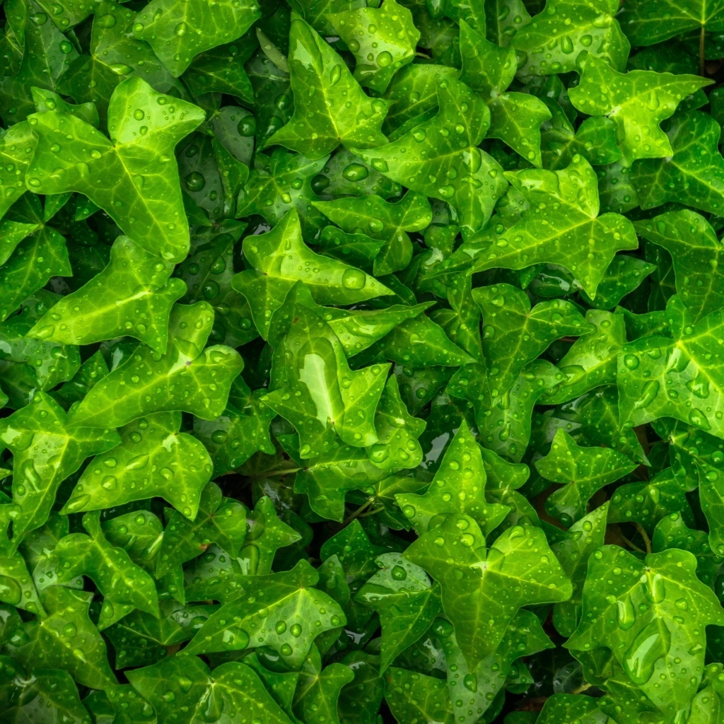 Зеленые листья плюща в каплях воды
