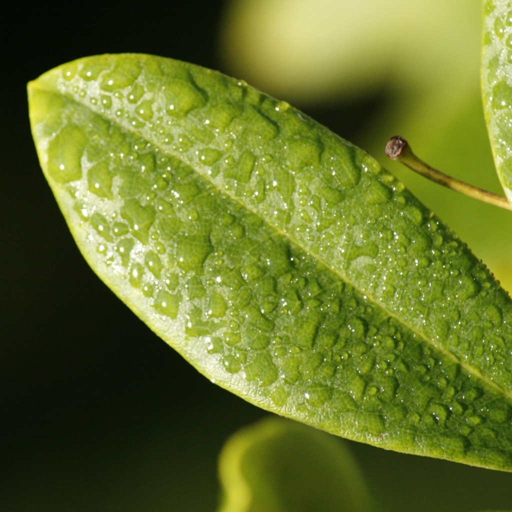 Зеленый лист растения в каплях воды крупным планом