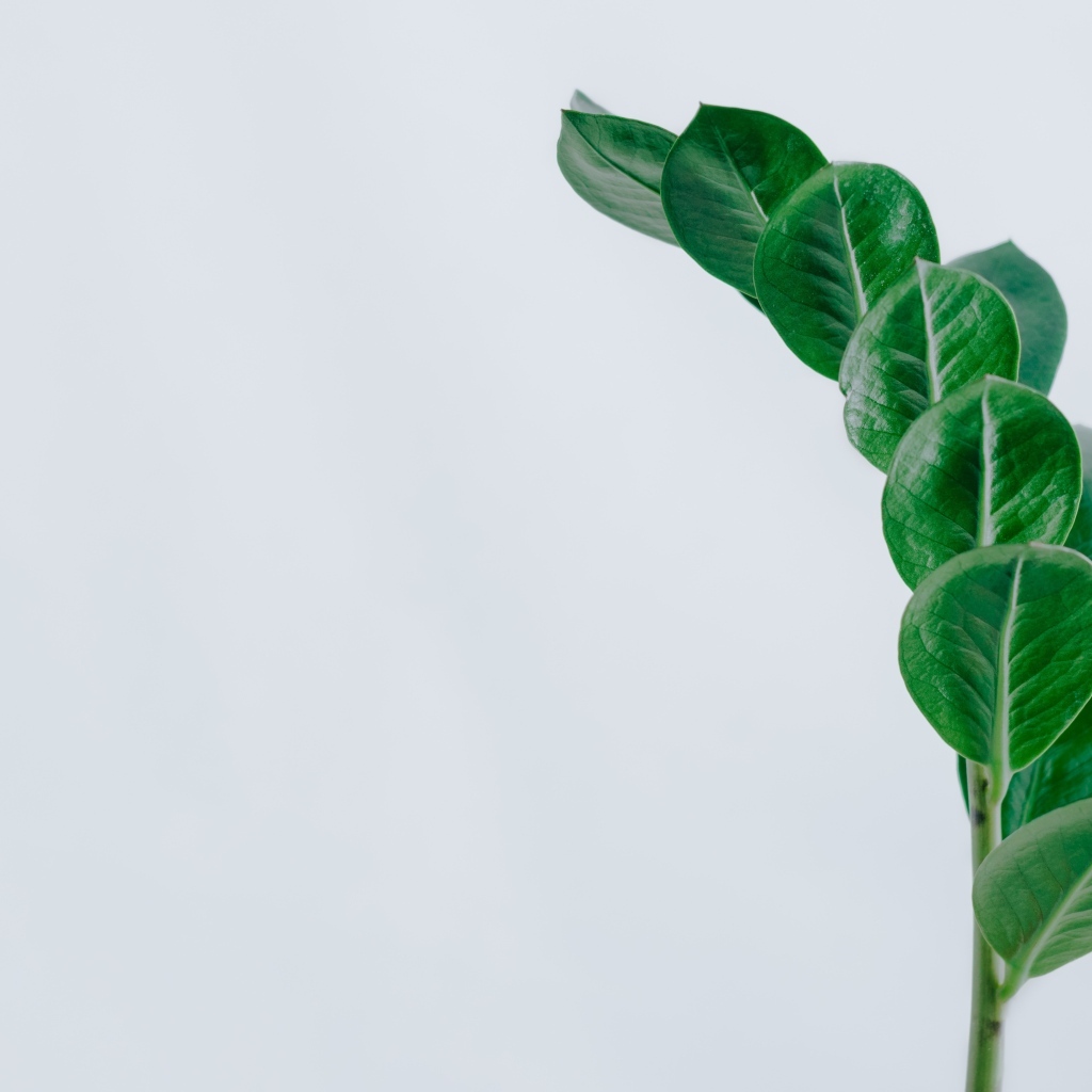 Зеленый лист цветка на сером фоне