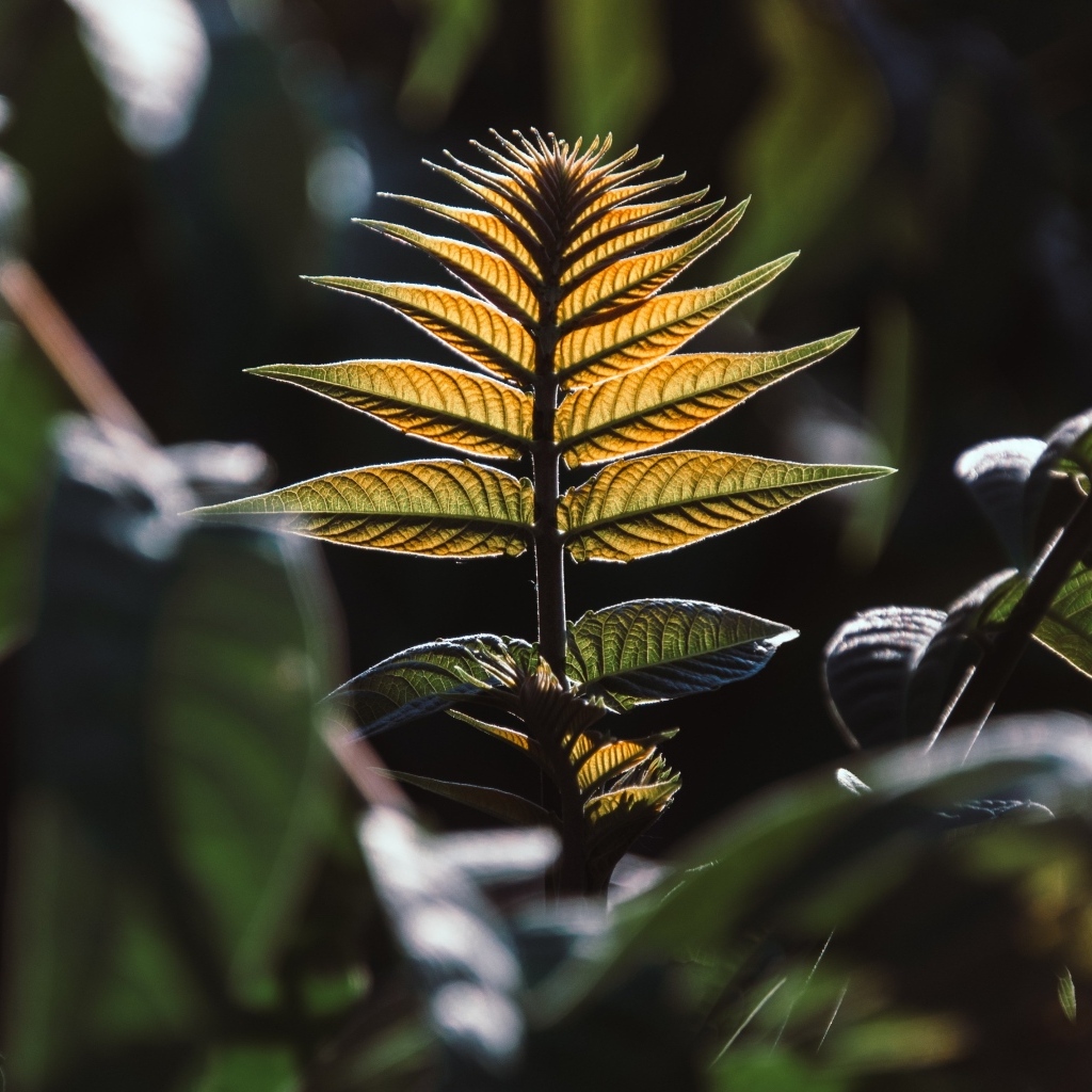 Зеленые листья в лучах солнца 