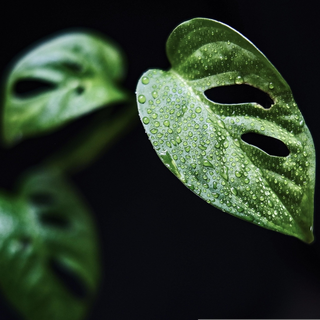 Зеленые листья цветка монстера на черном фоне
