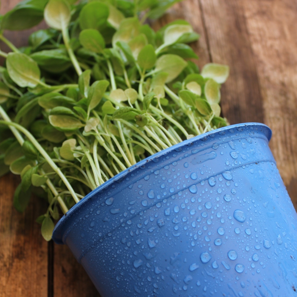 Зеленое растение в голубом горшке