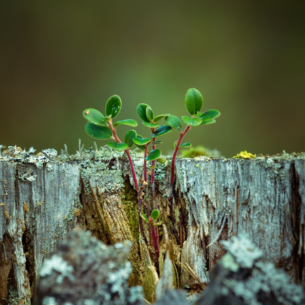 Зеленое растение на сухом пне