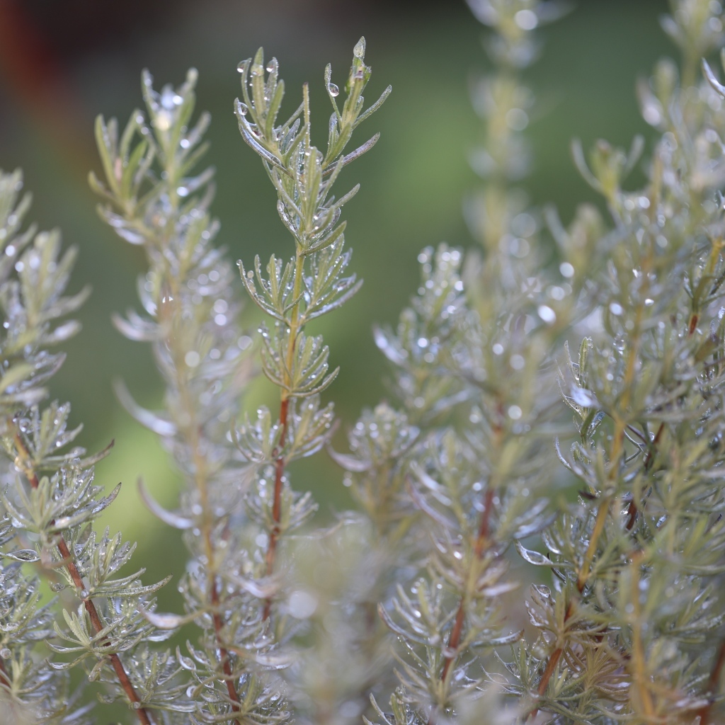 Зеленые листья розмарина в каплях росы
