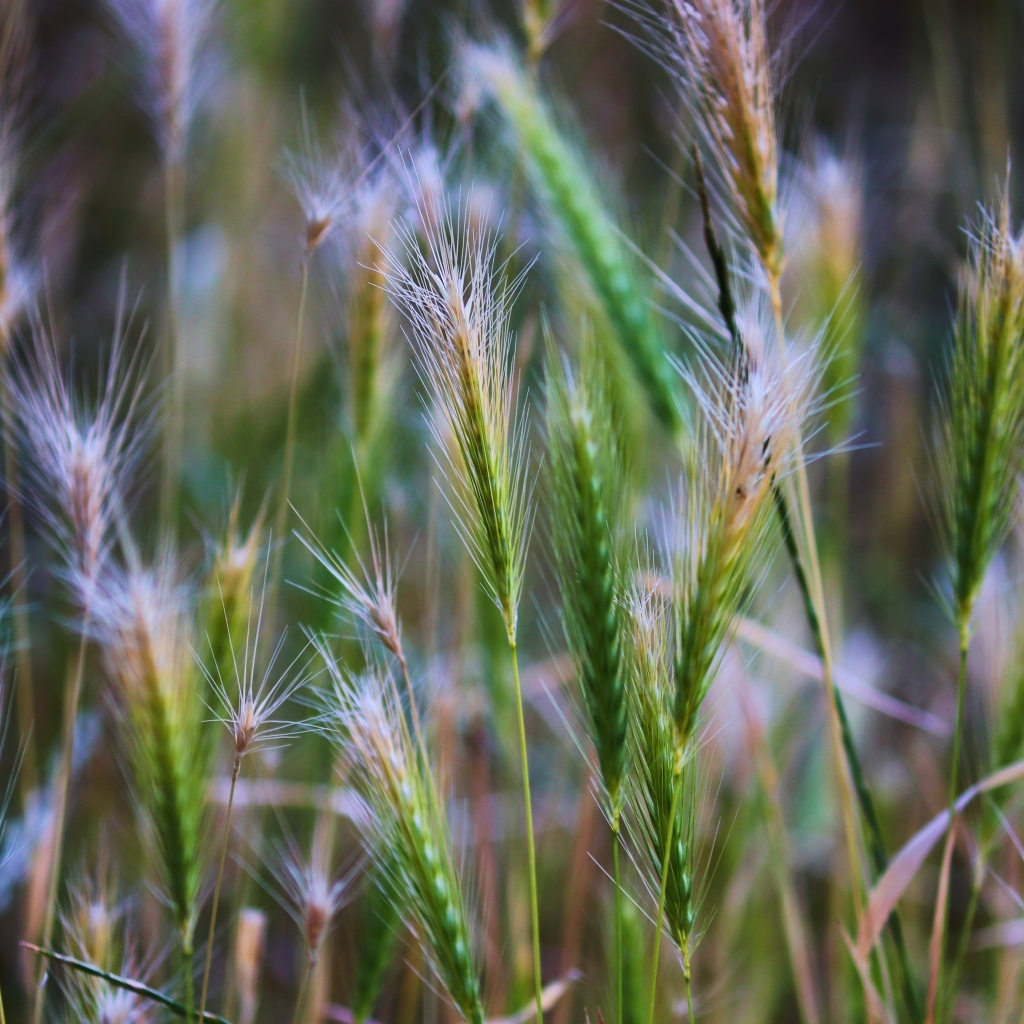 Зеленые колоски крупным планом