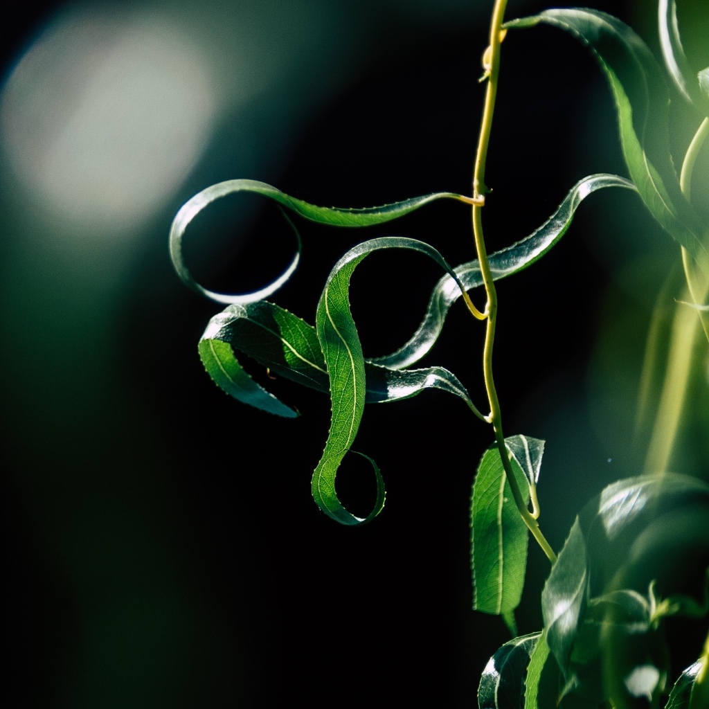 Зеленые листья вербы на тонких ветках