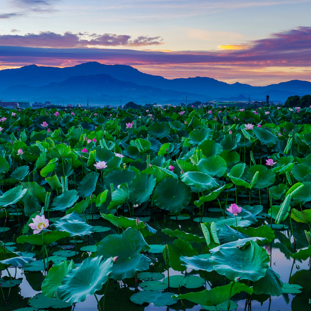 Озеро с цветами лотос  в горах