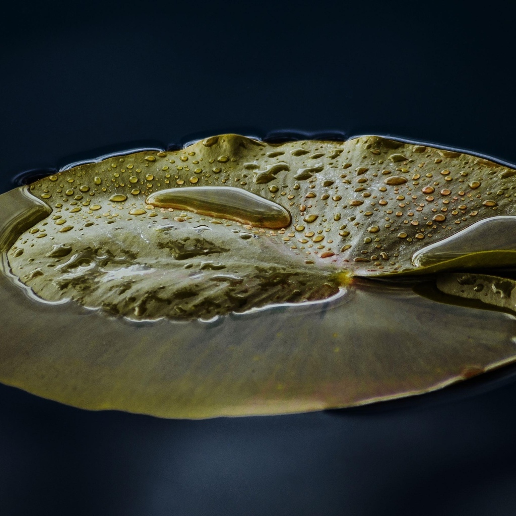 Большой зеленый лист водяной лилии в пруду