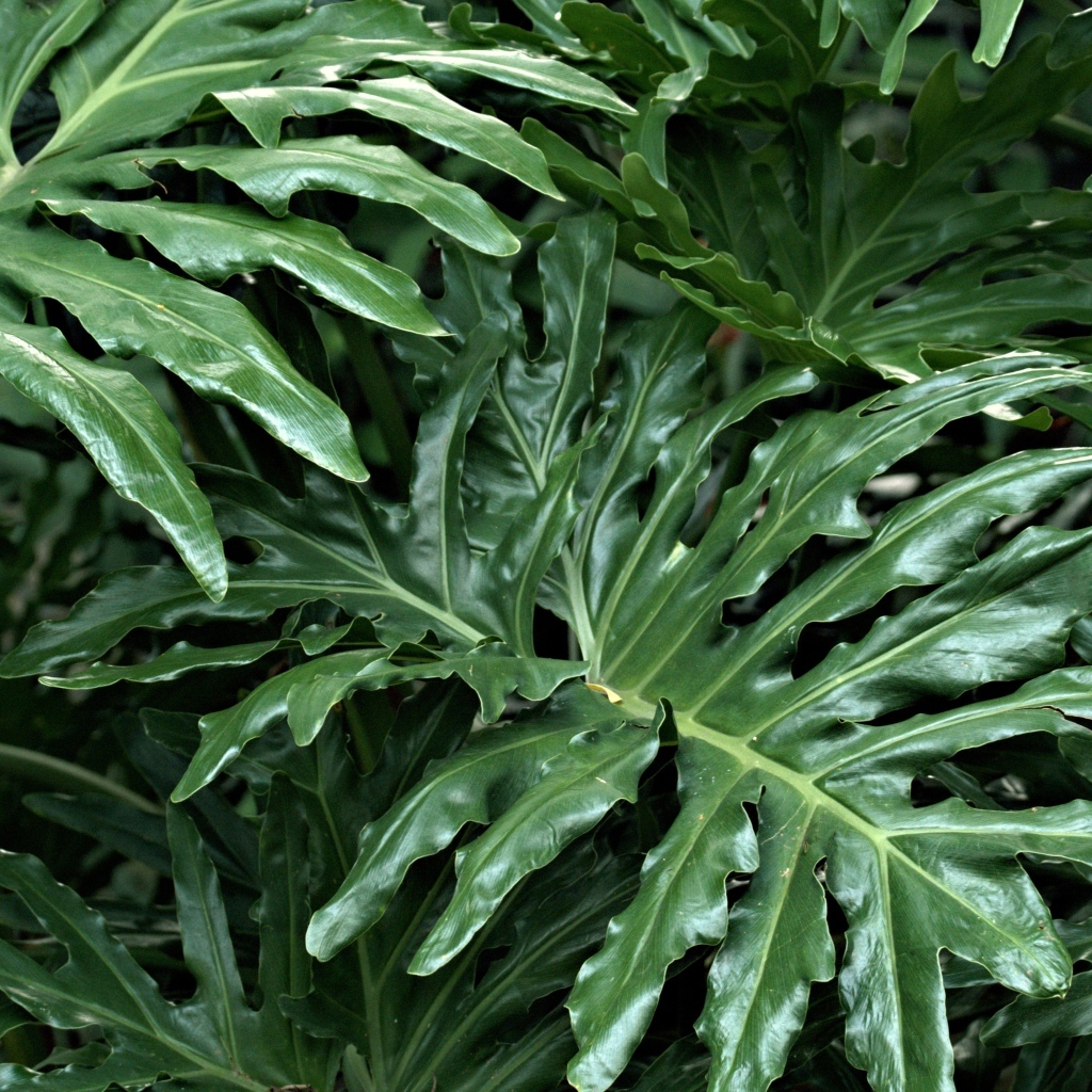 Большие зеленые листья растения филодендрон