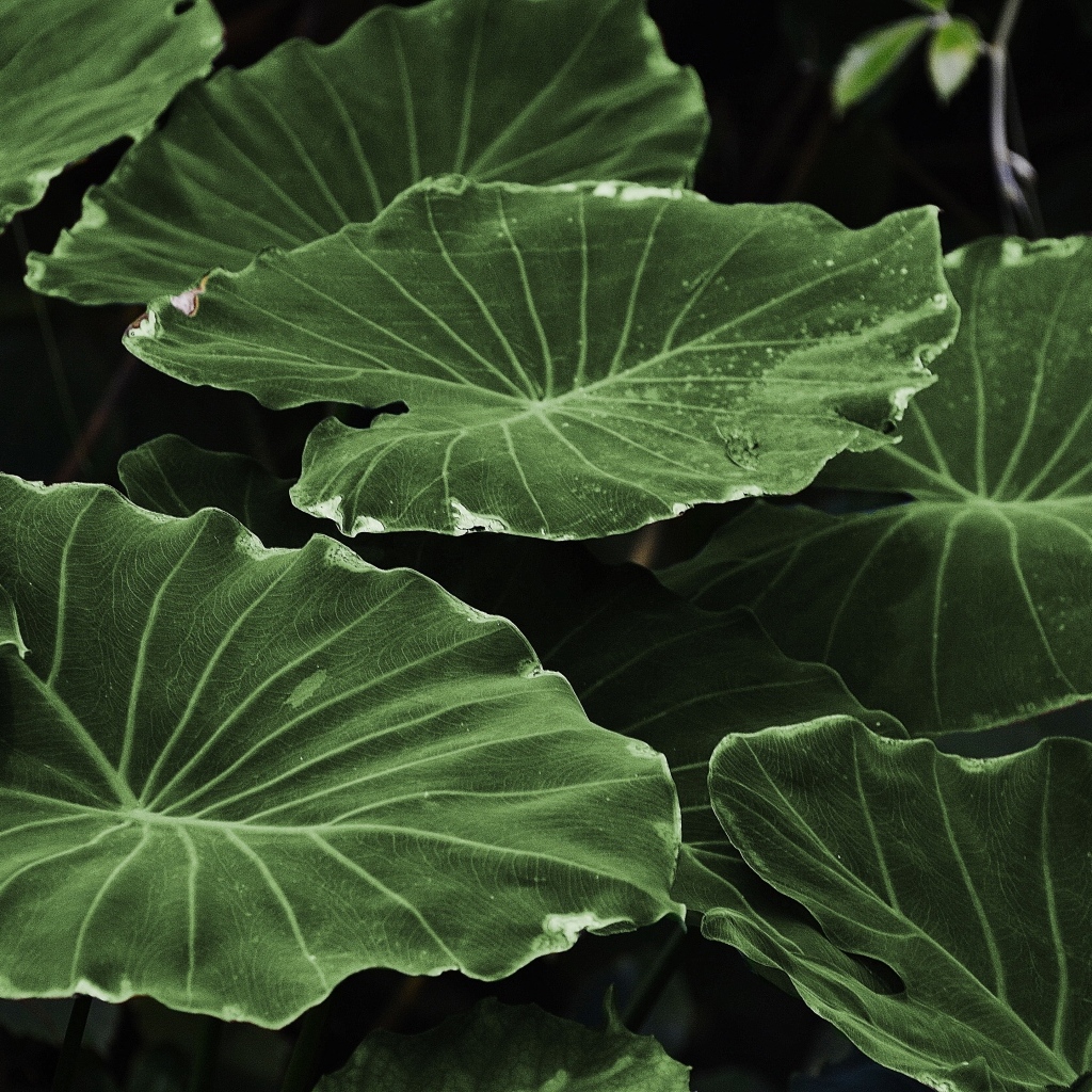 Большие зеленые листья растения крупным планом