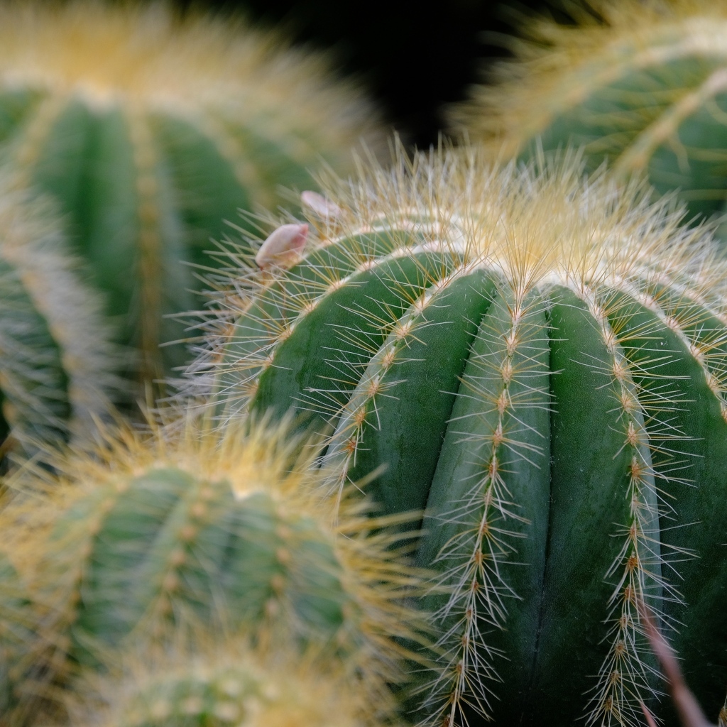 Много зеленых колючих кактусов