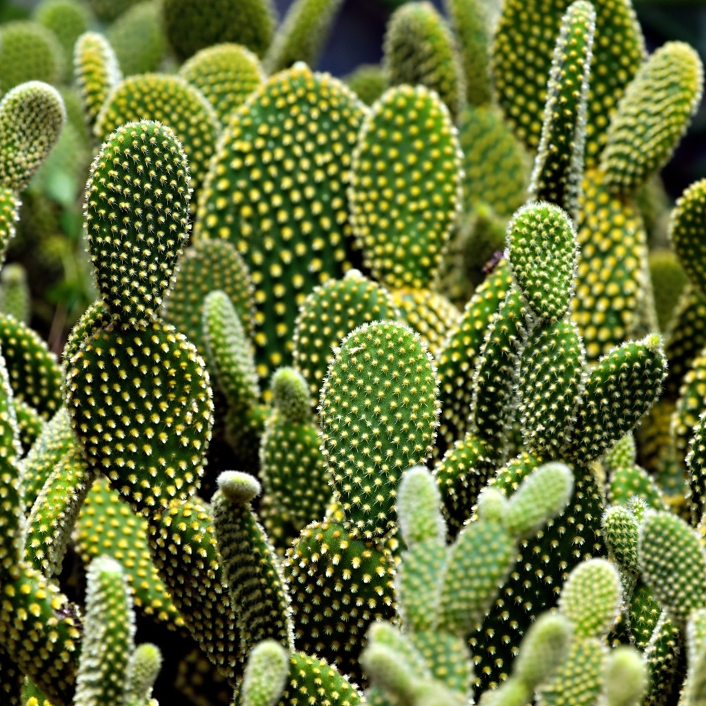 Много колючих тропических кактусов