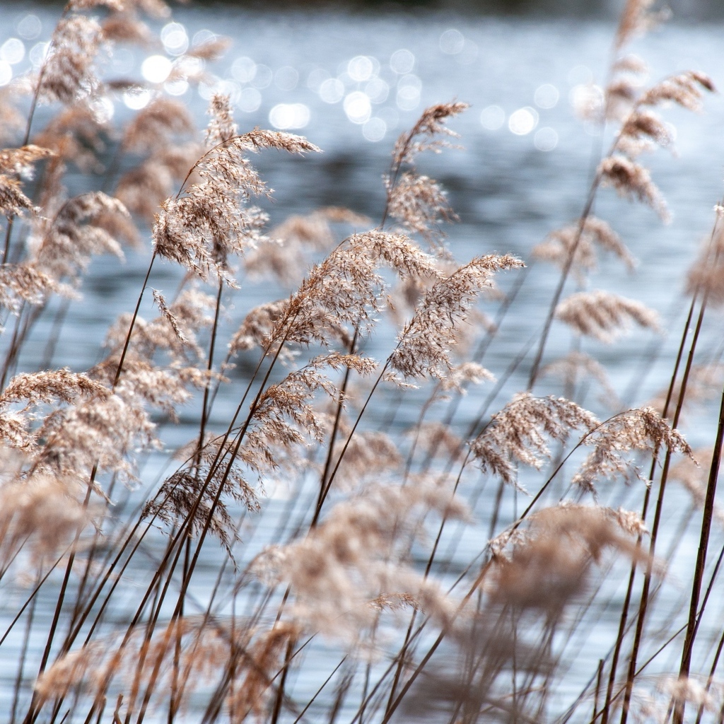 Пампасная трава растет у воды