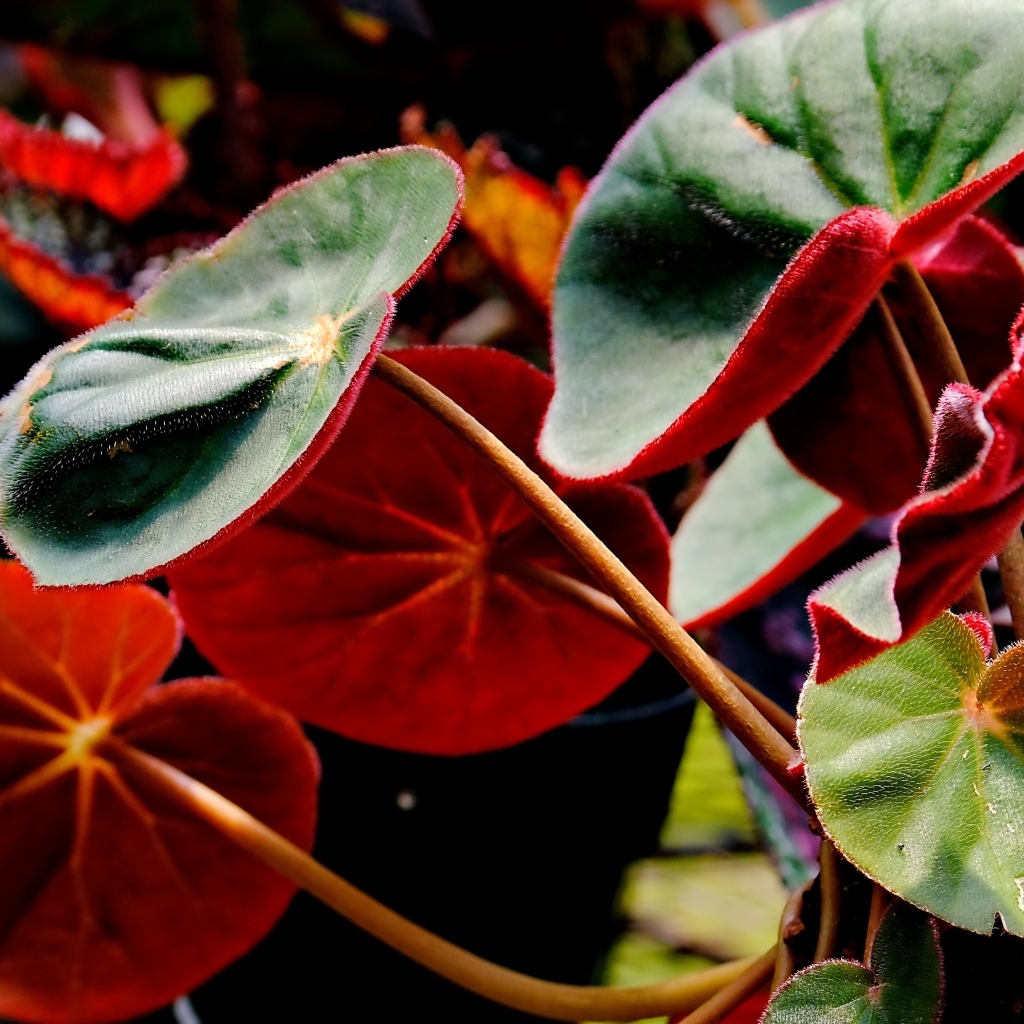 Красные листья бегонии крупным планом