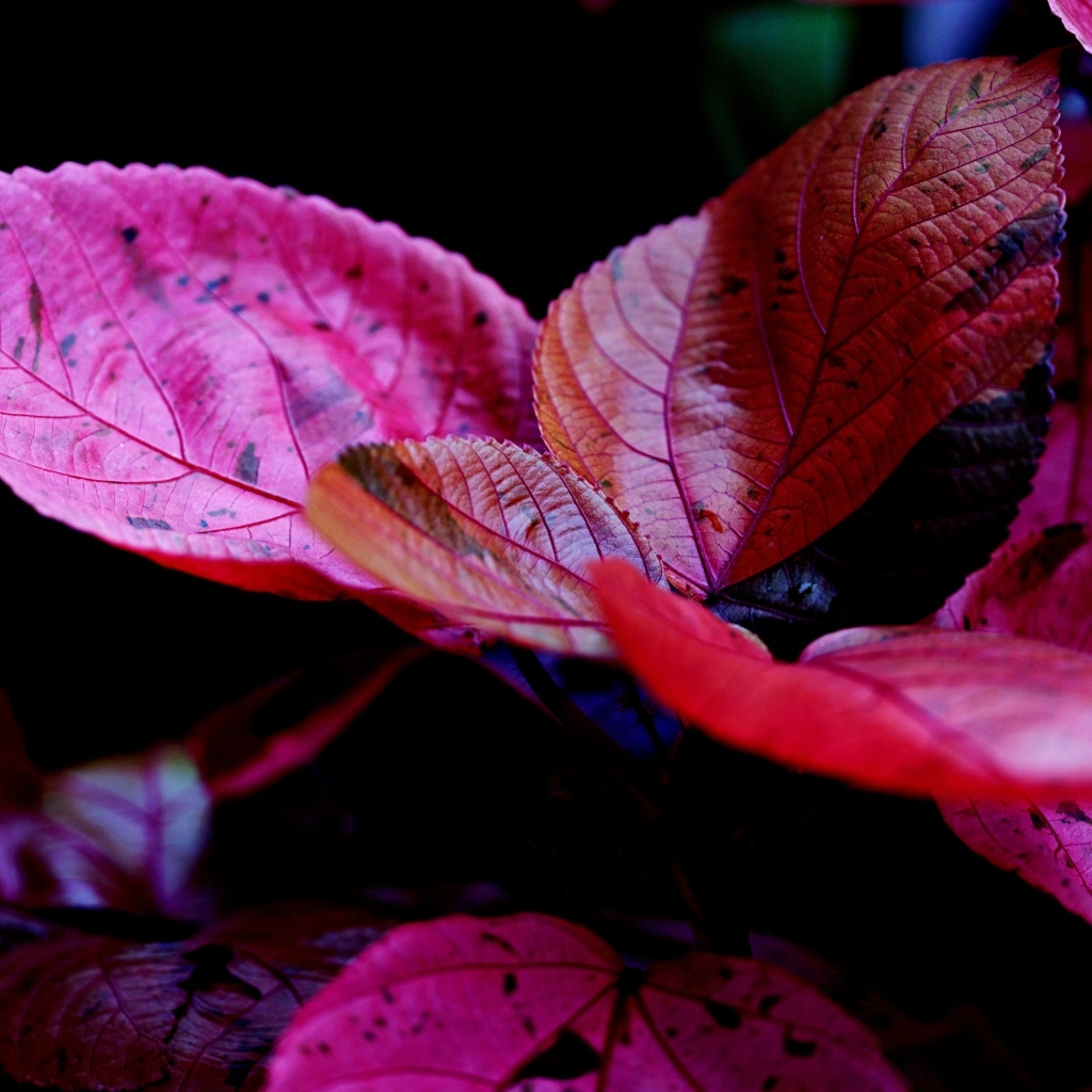 Красные листья комнатного цветка молочай