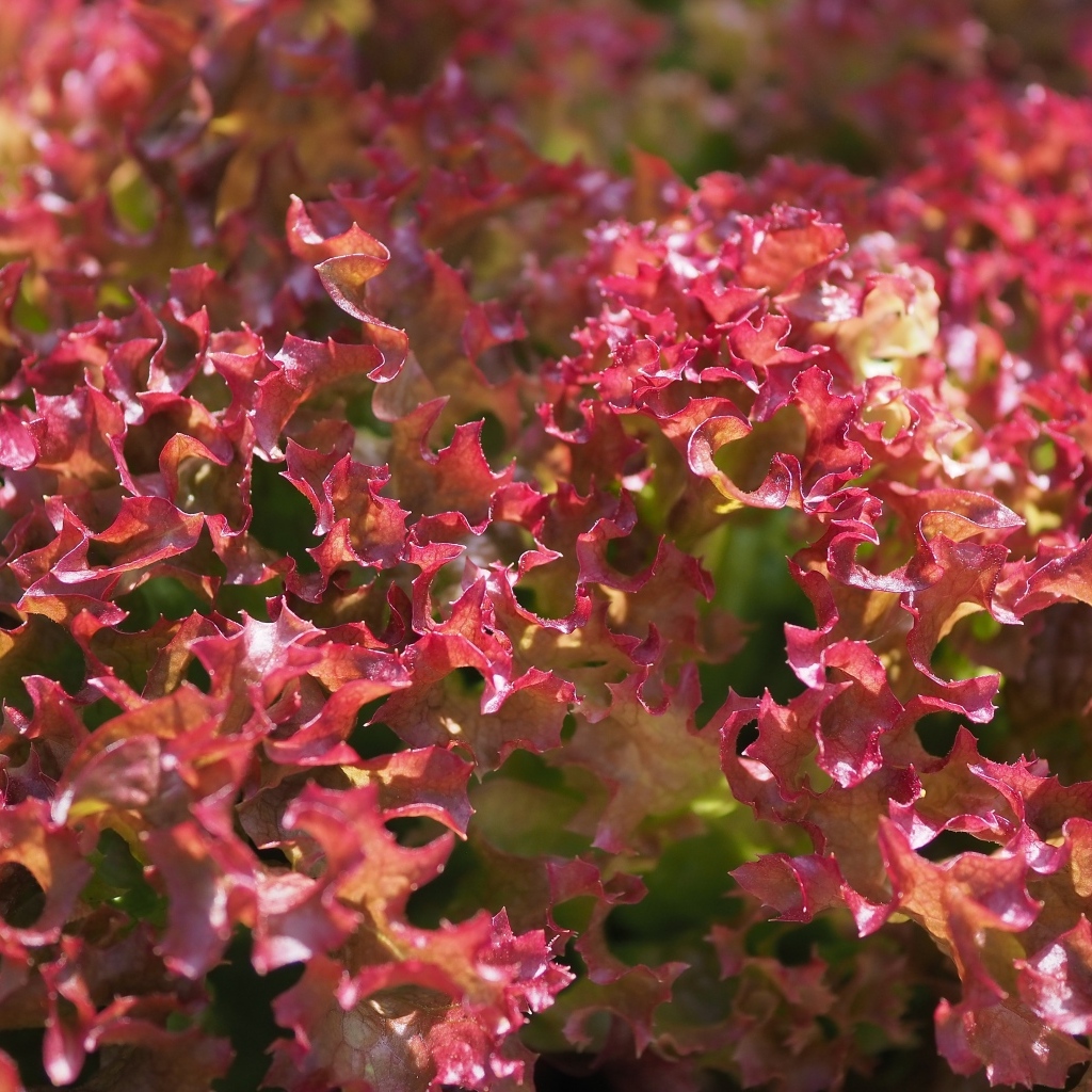 Красные листья салата латук