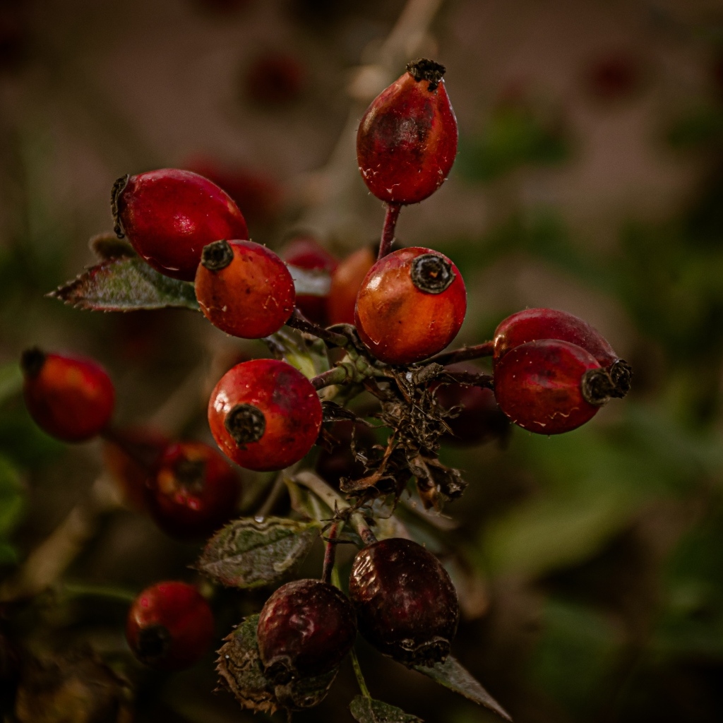 Красные ягоды шиповника на ветке