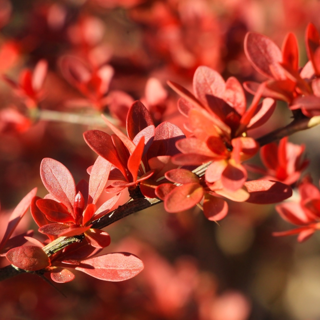 Мелкие красные листья на ветке крупным планом