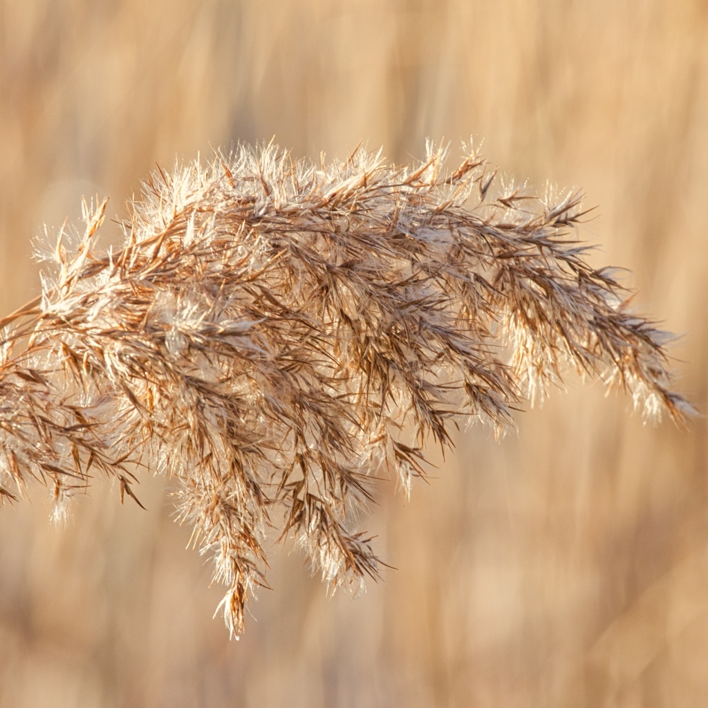 Колос растения в лучах солнца