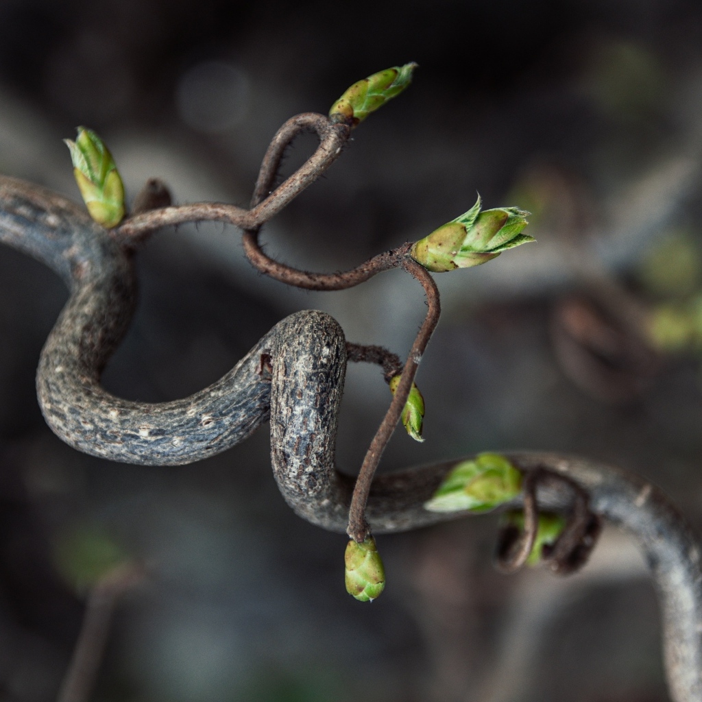 Спиральная ветка дерева с зелеными ростками