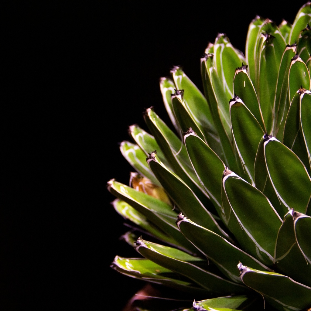 Сочный зеленый кактус на черном фоне