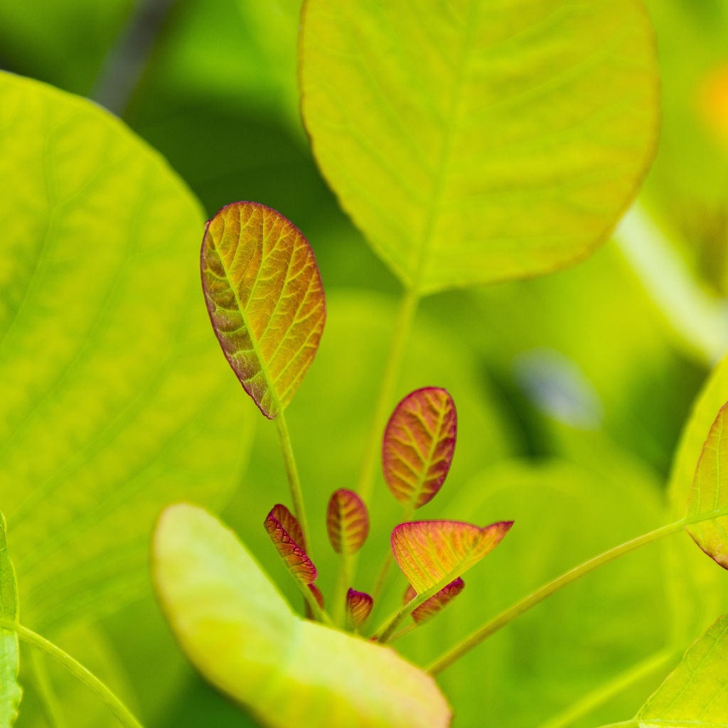 Нежные молодые зеленые листья