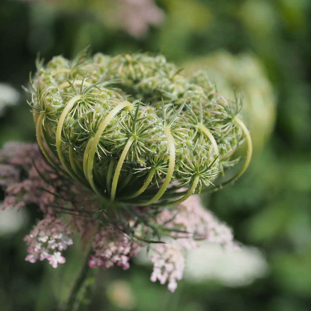 Зонтик полевого растения крупным планом