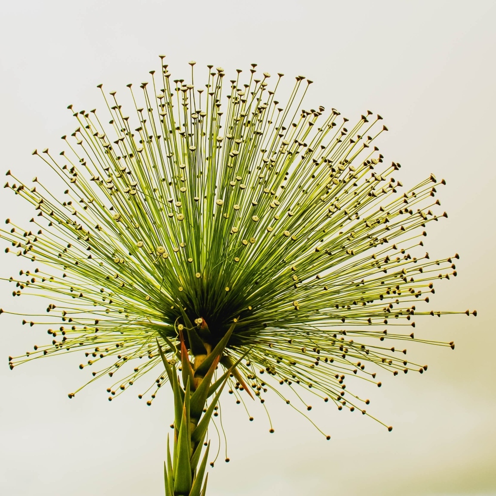 Необычное зеленое растение 