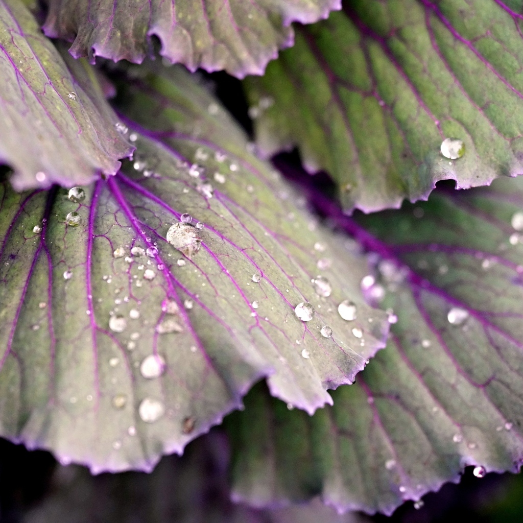Капли воды на листьях капусты