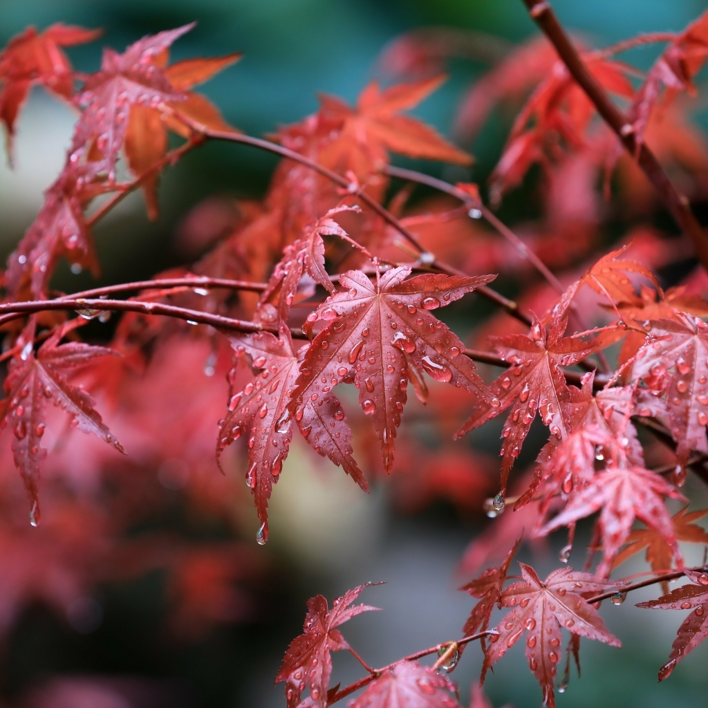 Мокрые красные листья клена