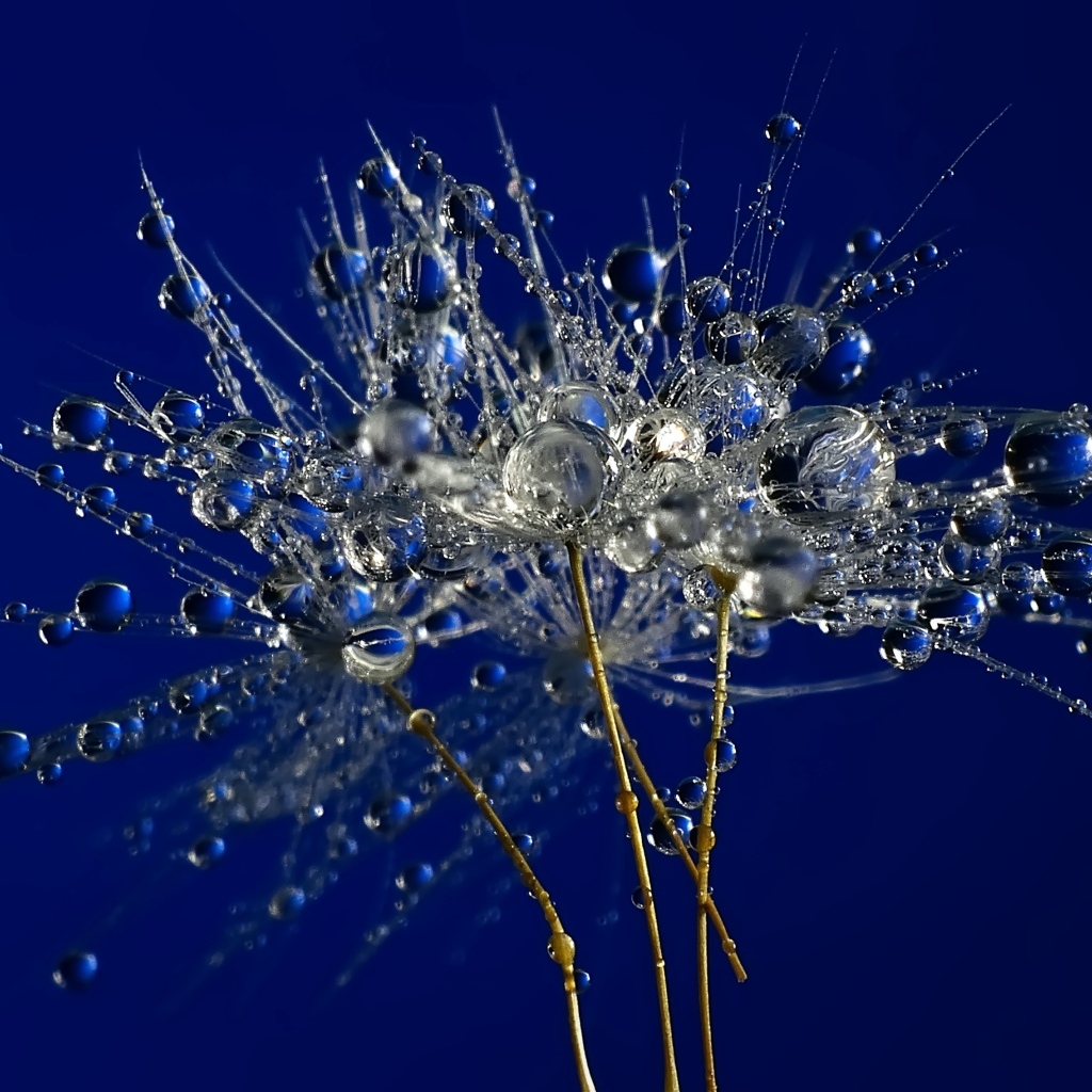 Мокрые остатки одуванчика на синем фоне