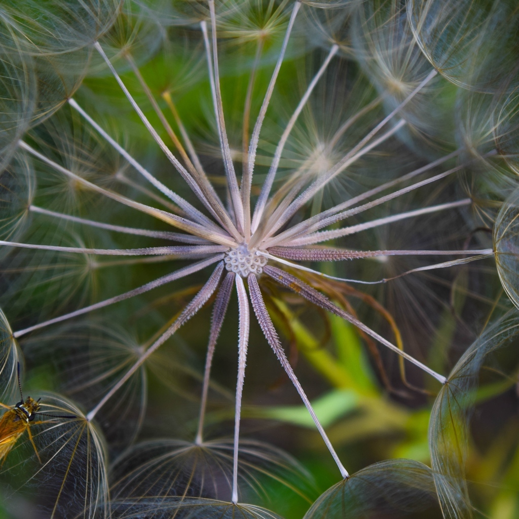 Белый одуванчик с насекомым
