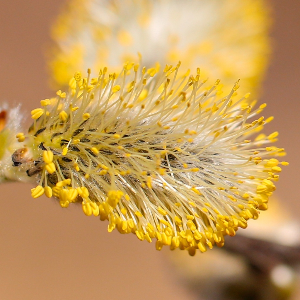 Распускается ива на дереве весной
