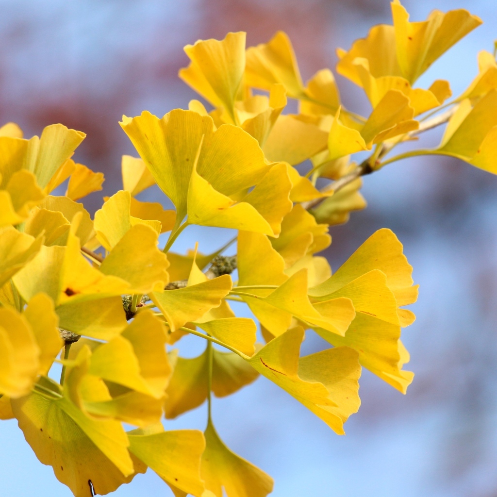 Желтые листья гинкго на ветке