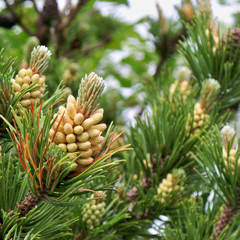 Молодые шишки на ветках сосны