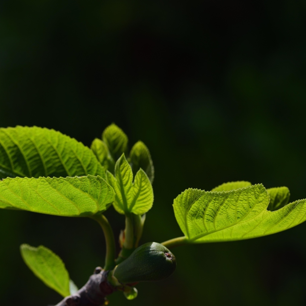 Молодые зеленые листья березы весной