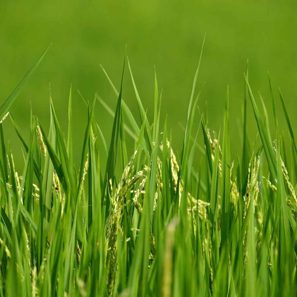 Молодая зеленая трава с колосками