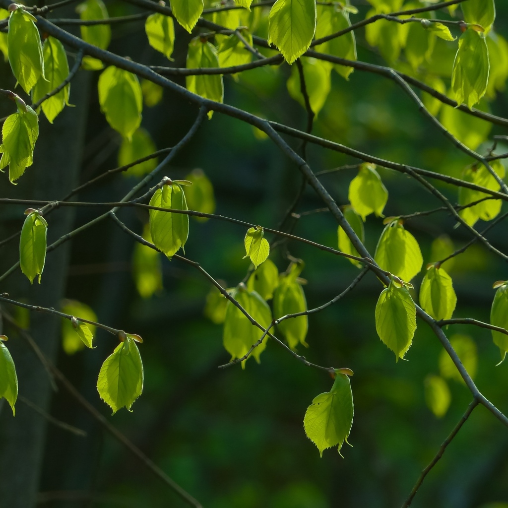 Молодые зеленые листья на ветках крупным планом
