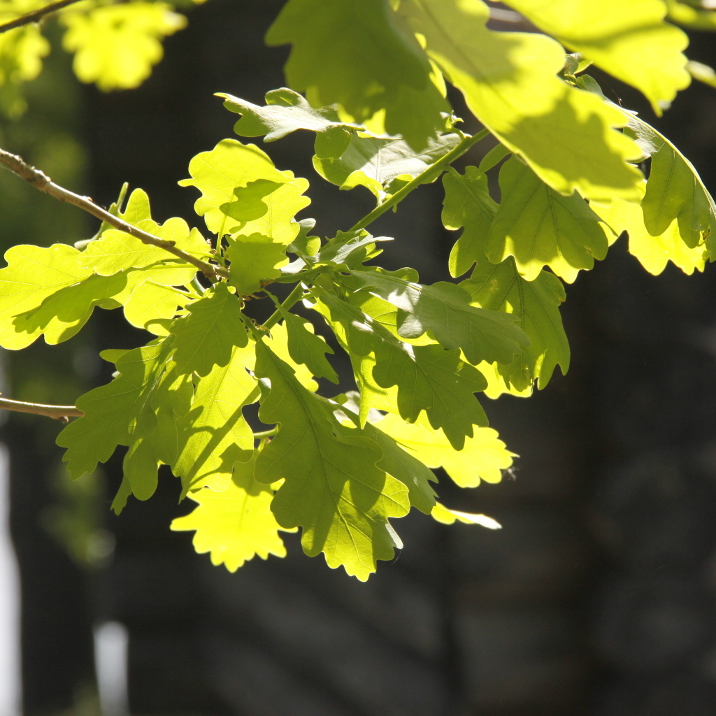 Молодые зеленые листья дуба в лучах солнца