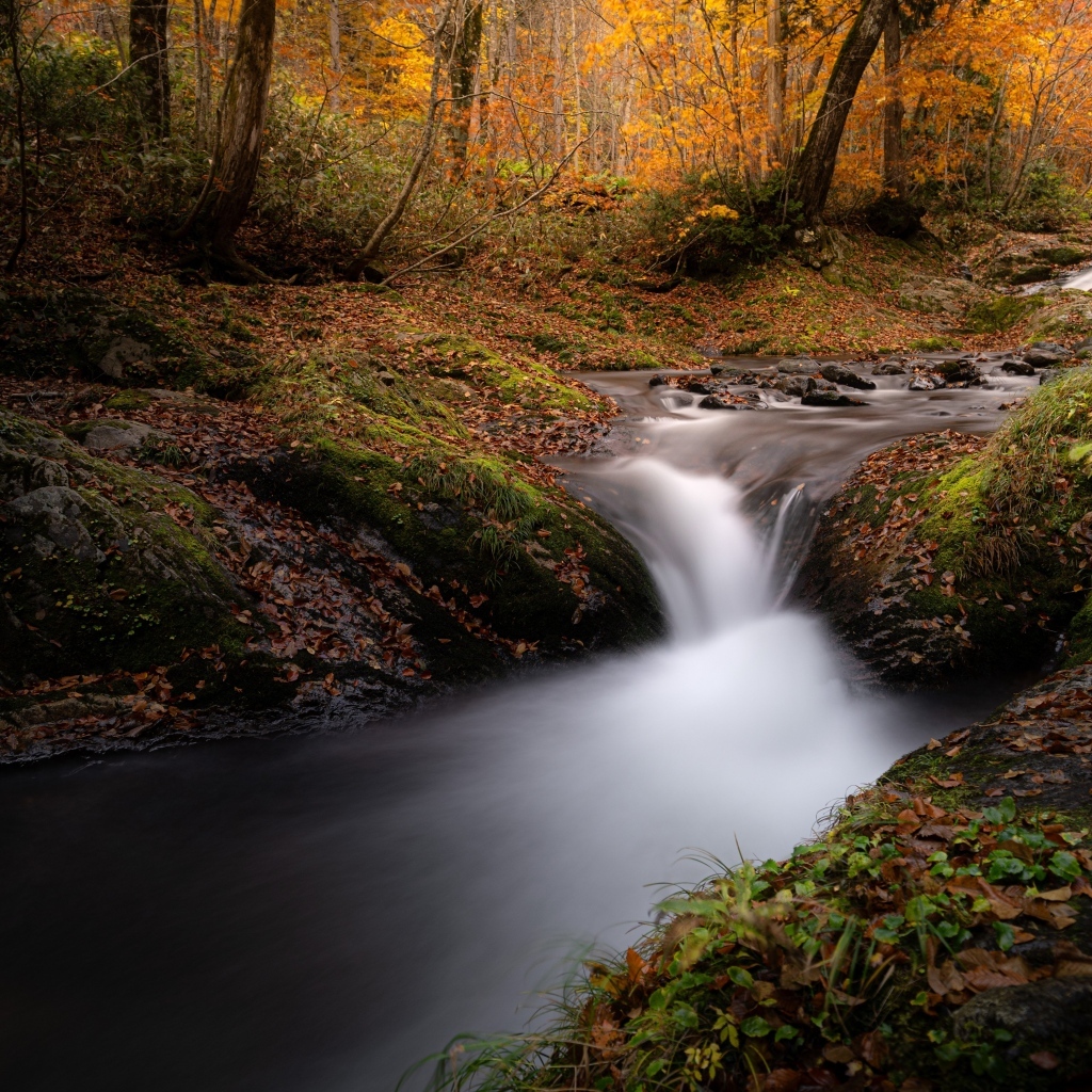 Быстрый холодный ручей в осеннем лесу