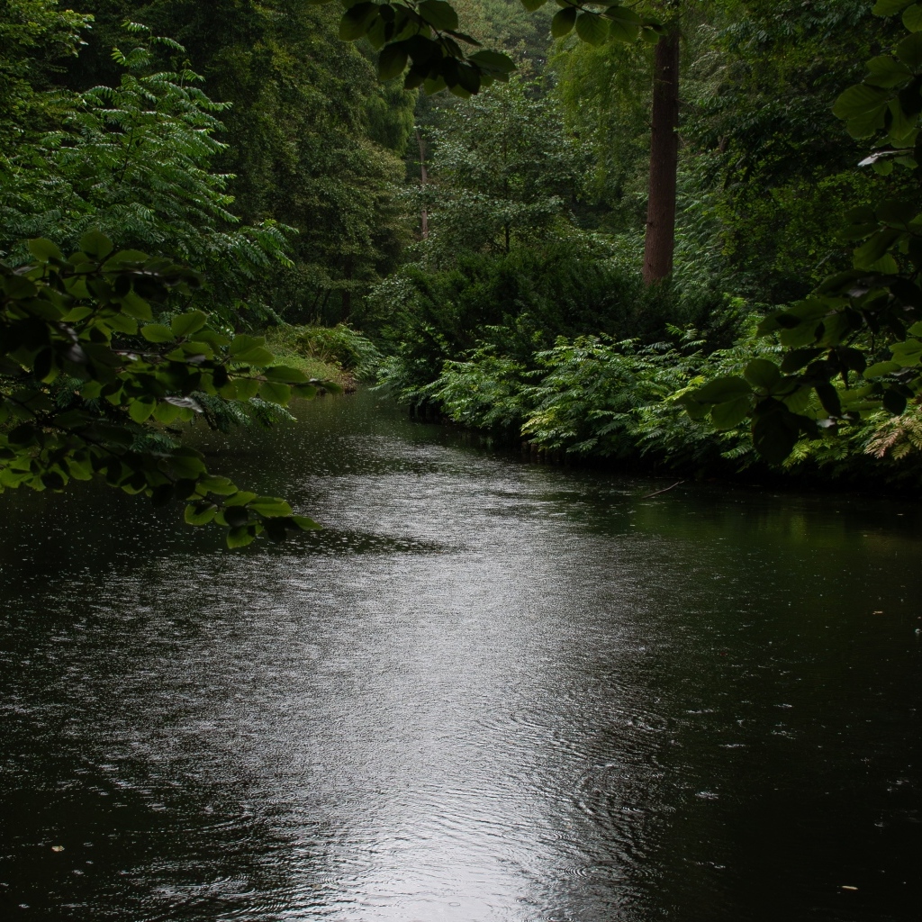 Лесное озеро под дождем летом