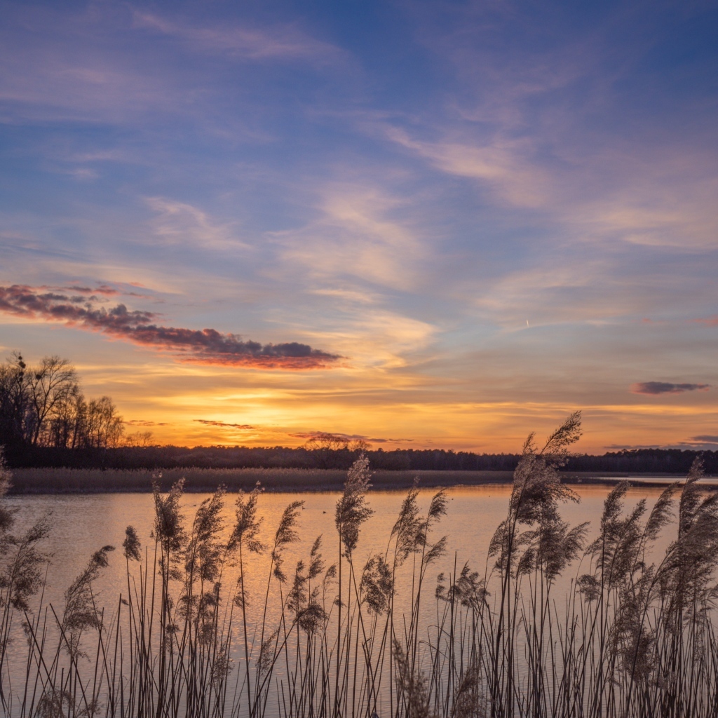 Камыши на берегу озера на рассвете