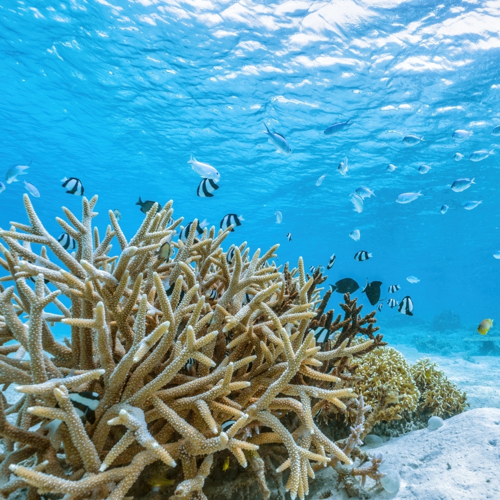 Кораллы под водой в море