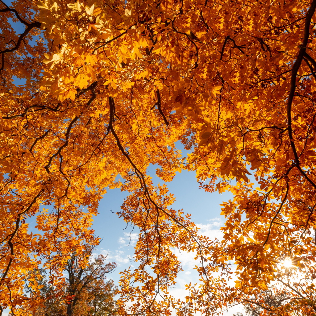 Ветки деревьев с желтыми листьями осенью