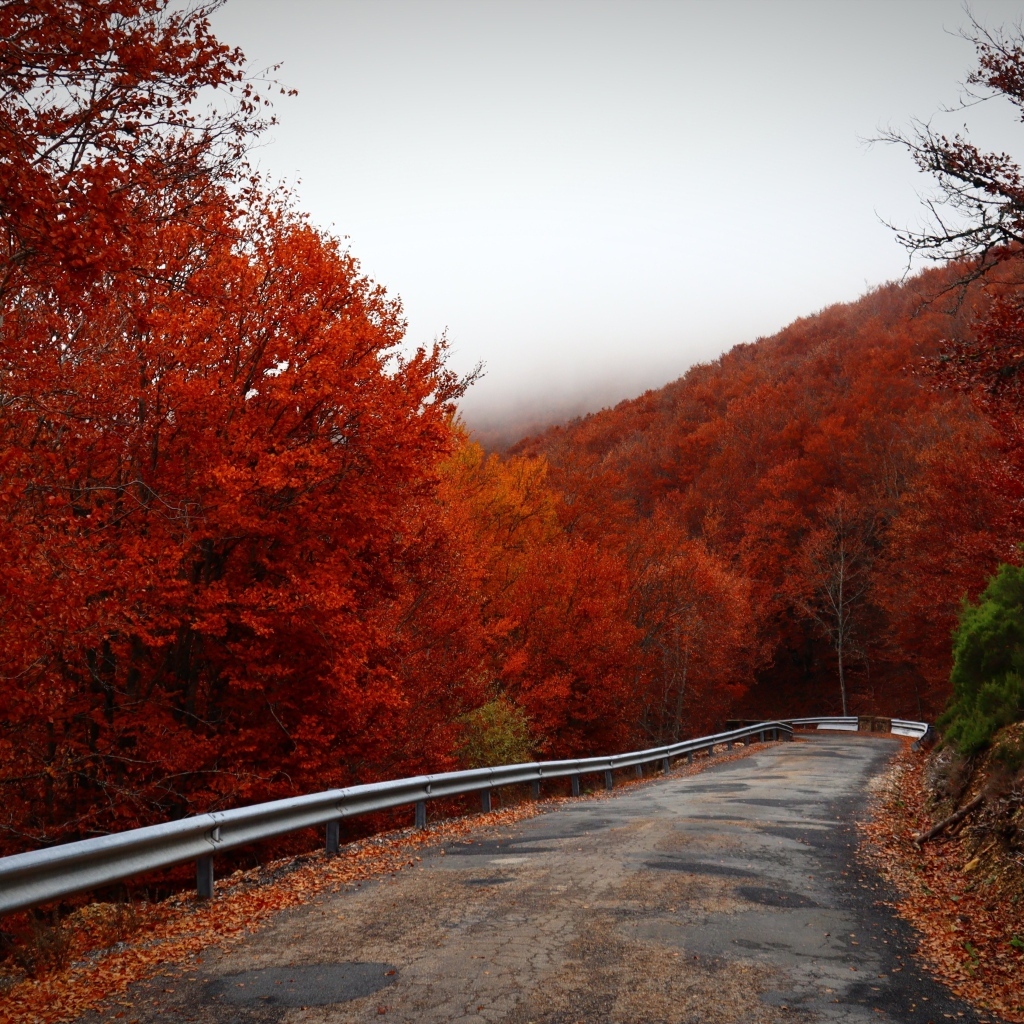 Извилистая дорога с покрытыми красными листьями деревьями на обочине