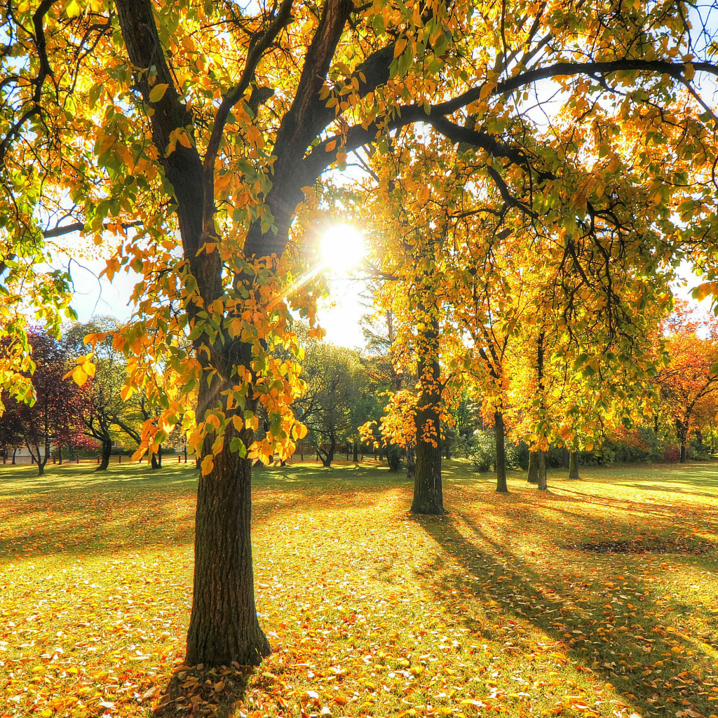 Солнце освещает деревья в осеннем парке