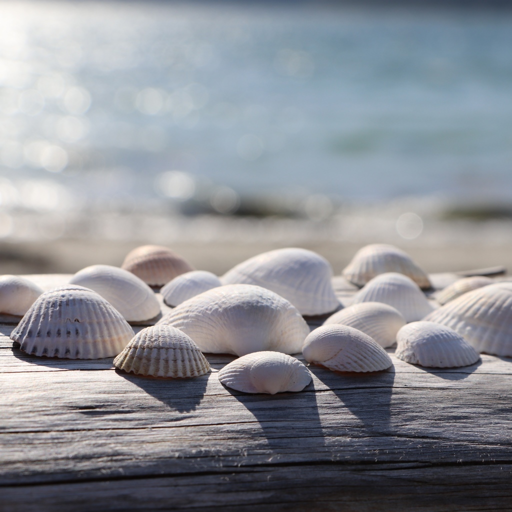 Белые ракушки на лавке у моря