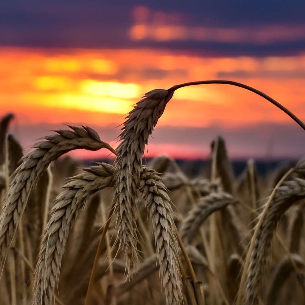 Колосья спелой пшеницы на закате солнца на поле