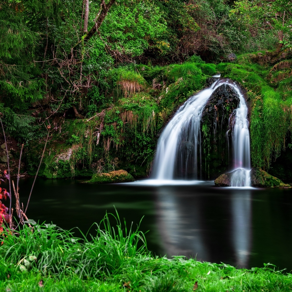 Зеленая растительность у водопада в лесу