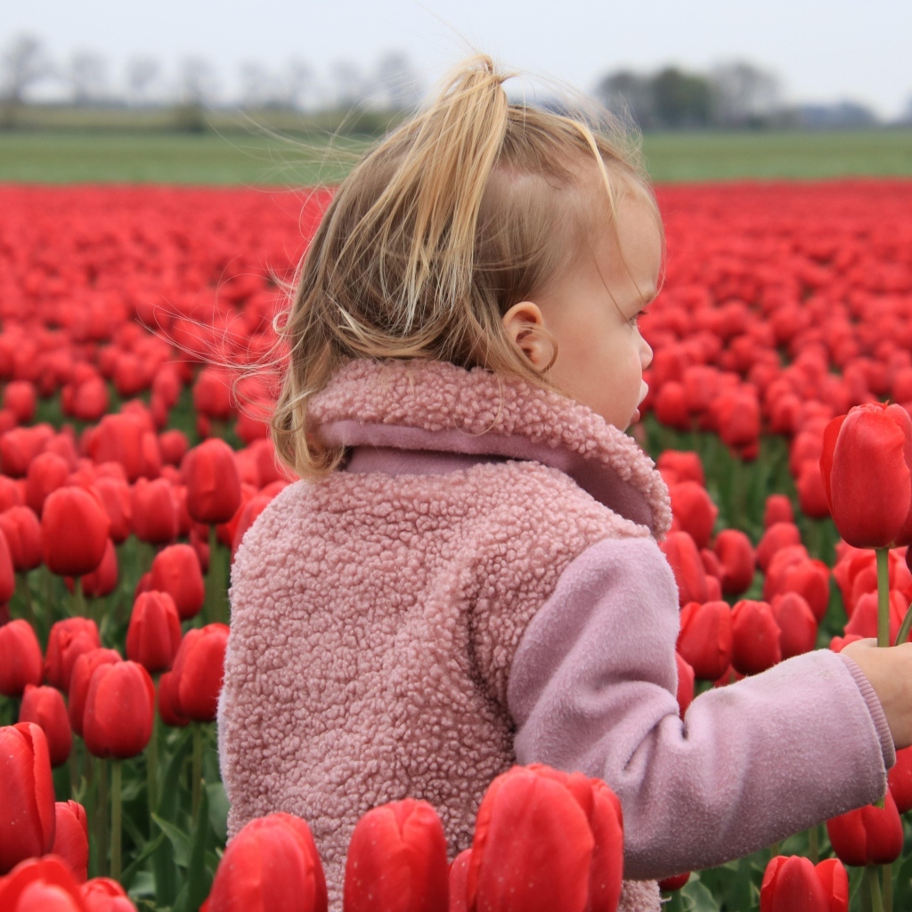 Маленькая девочка на поле с красными тюльпанами